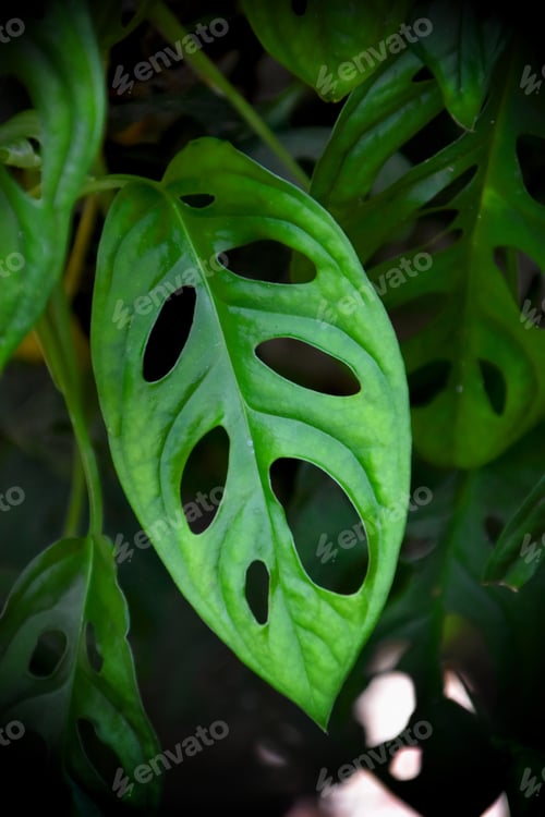 Preview: Leave with natural cutouts