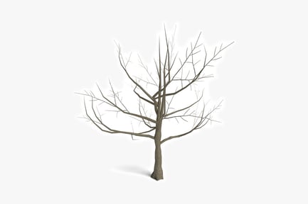 Preview: Bare tree with twisted branches