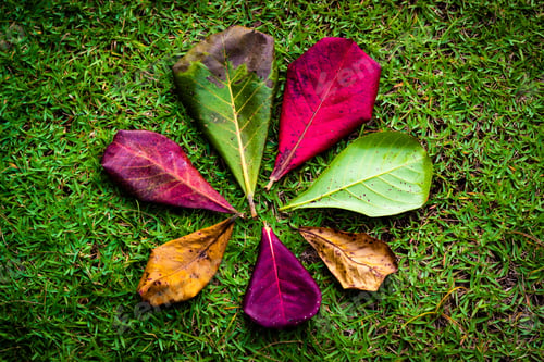 Preview: leaves
