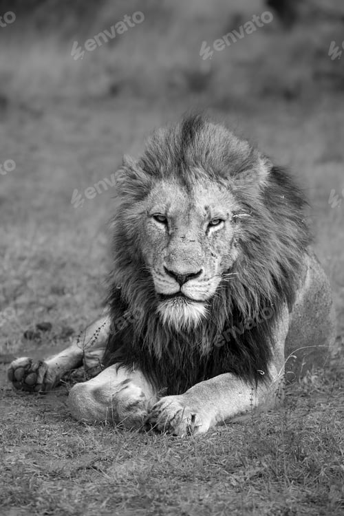 Preview: A male lion, Panthera leo, lies in the the grass, head up, direct gaze.