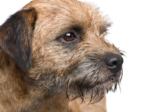 Preview: Border terrier