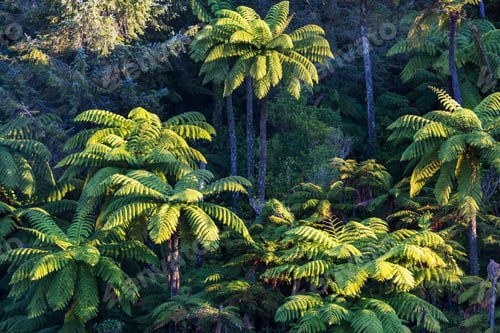 Preview: Fern tree