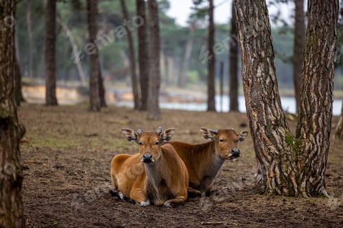 Preview: Two brown cows laying next to some trees in the woods