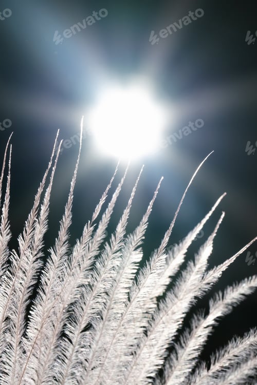 Preview: Decorative dried flower on a black background with light.
