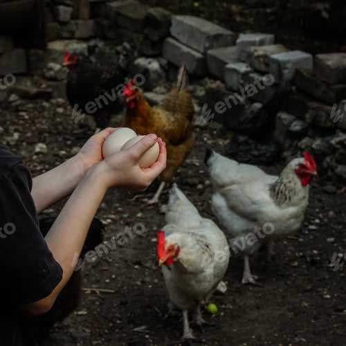 Preview: Chicken Eggs In Hands