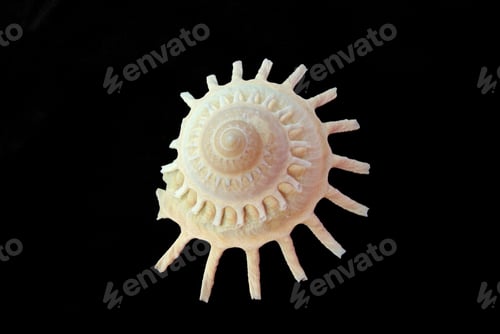 Preview: Sea shell