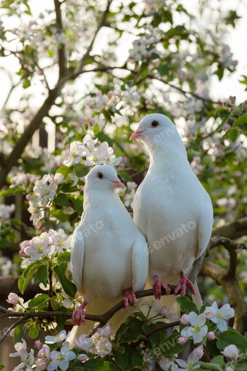 Preview: A pair of white pigeons on the branches of a flowering apple tree