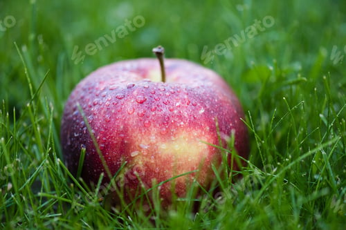 Preview: Close-up view of fresh ripe red apple in green grass
