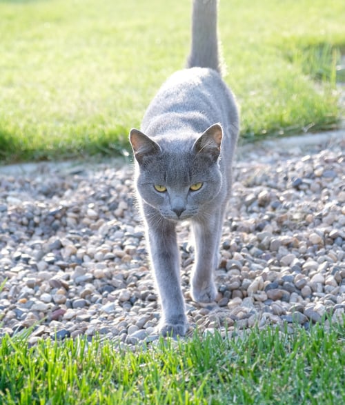 Preview: Gray fluffy cat is walking on the green grass. Close-up muzzle of cat with yellow-green eyes, a long