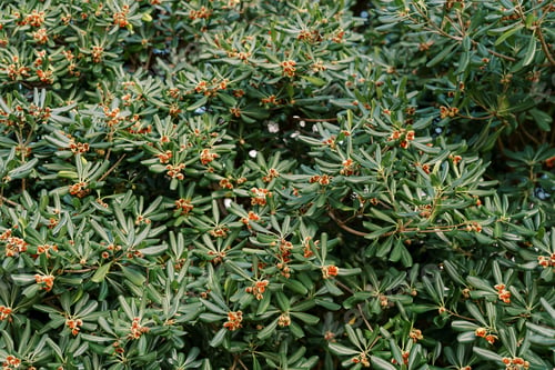 Preview: Flowering green bush of Japanese cheese wood