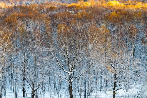Preview: snowy oak grove with treetops lit buy setting sun