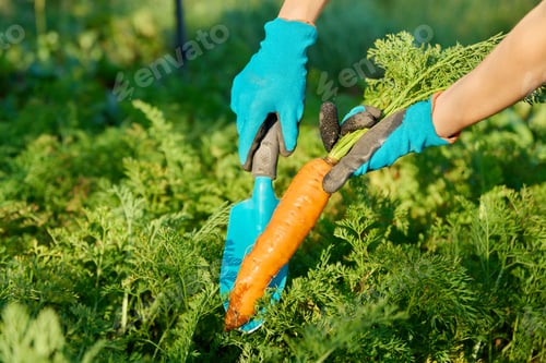 Preview: Close-up of carrot in hands of female farmer, farmer's market
