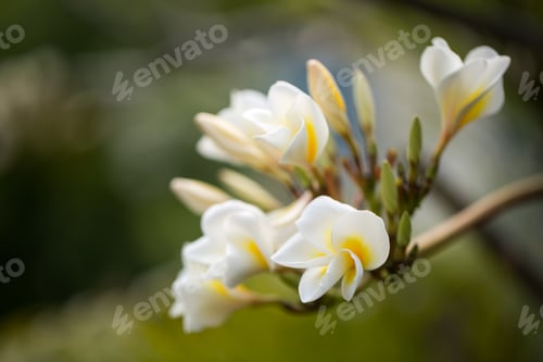 Preview: White and yellow plumeria flowers on a tree