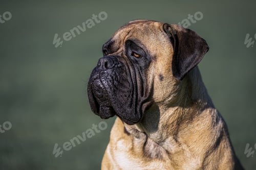 Preview: Bullmastiff sitting in a field