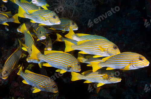 Preview: Colorful sea life underwater, shallow underwater seascape
