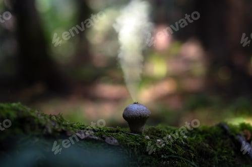 Preview: Puffball fungus in dark forest.