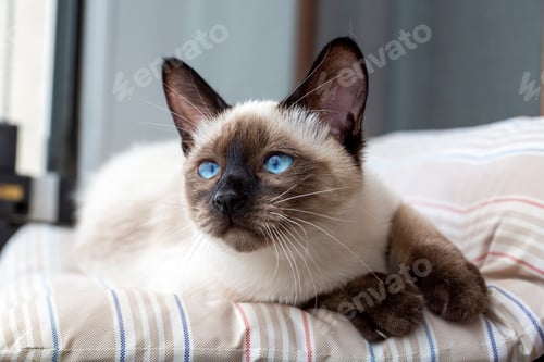 Preview: Pet animal; cute siamese cat