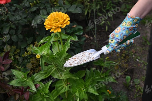 Preview: Gardener adding nutrients to blooming orange roses in early spring garden