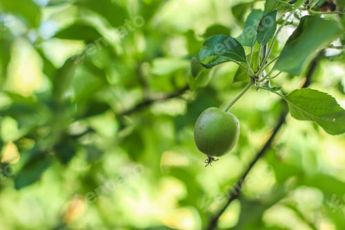 Preview: Apple-Tree - Tasty And Juicy Apples. Food Background