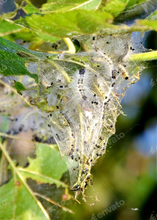 Preview: caterpillar nest with canvas