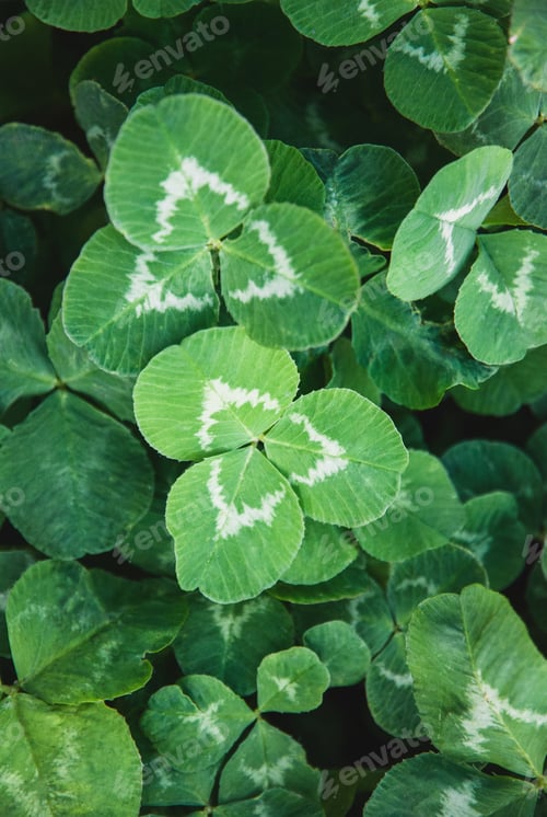 Vista previa: Growing clover for forage, white fodder clover Trifolium repens grown on the field closeup