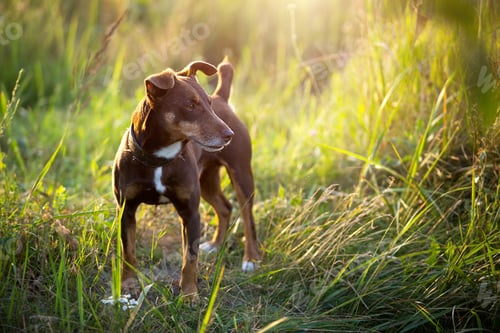 Preview: A small brown terrier dog walks with a collar in the grass and in the summer sunlight.