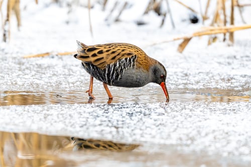 Preview: Water Rail Is Looking For Food