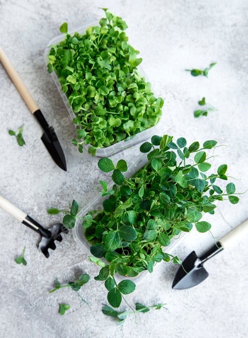 Preview: Fresh Micro greens