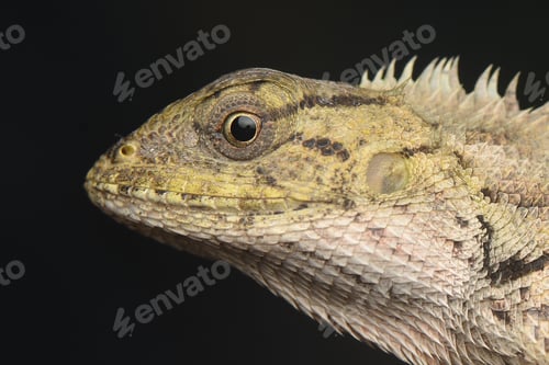 Preview: Chameleon Close Up
