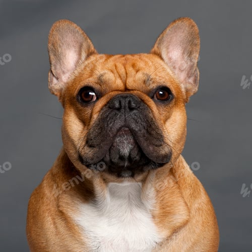Preview: Close-up of French Bulldog, 1 year old, in front of grey background