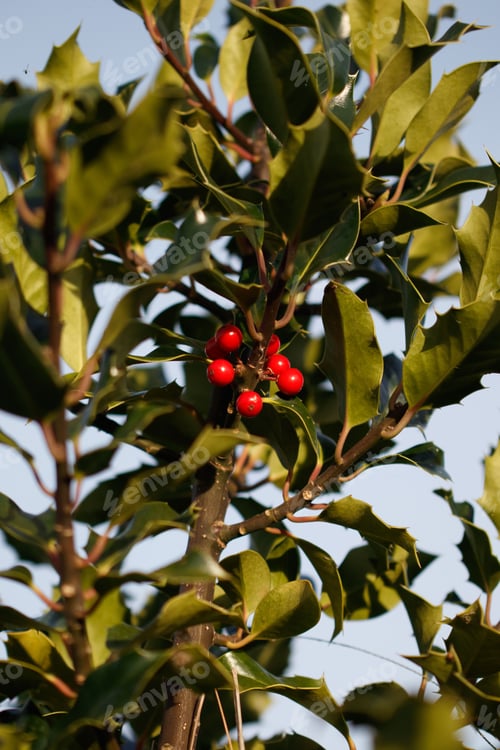 Preview: a holly berry tree is blooming with many red berries