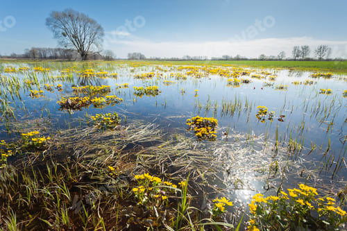 Preview: A spring meadow flooded with water, marsh marigolds and sunshine