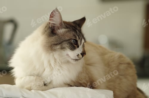 Preview: Shallow focus shot of a cute British Semi-longhair cat sitting with a cunning look on its face