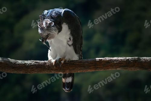 Preview: Harpy Eagle (Harpia harpyja) with a feather on its beak