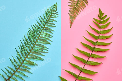 Preview: Leaf