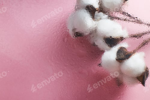 Preview: Beautiful white cotton flowers on pink background with drops of water under the glass surface.