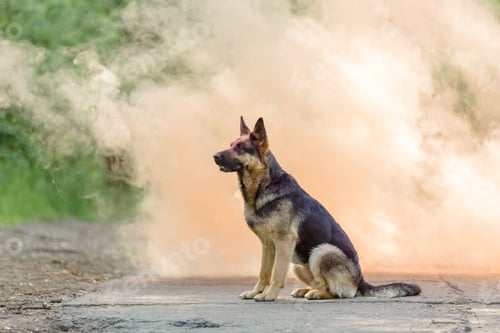 Preview: German shepherd dog outdoor. Dog with colorful smoke