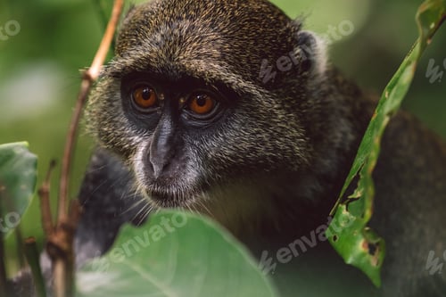 Preview: Sykes' monkey