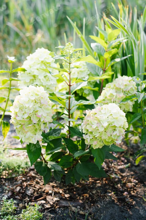 Preview: Hydrangea paniculata Bonfire blooming in garden