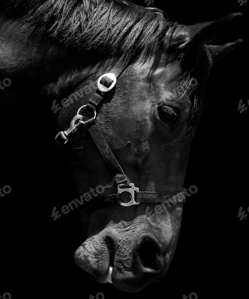 Preview: horse, mare, wilderness, stallion