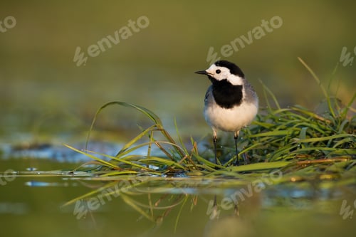 Preview: White wagtail looking on grass next to wetland in summer