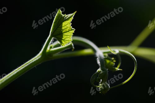 Preview: Close-up view of the leaves and shoot of a vine
