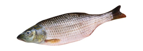 Preview: fish isolated on white
