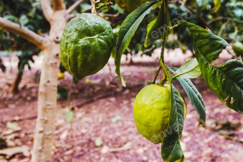 Preview: Green and ripe fruits of Citrus medica, of large lemons hanging from the lemon tree.
