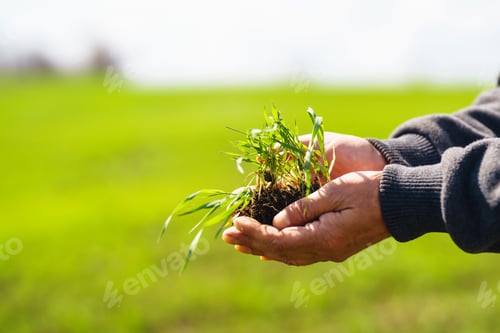 Preview: Young Green wheat seedlings in the hands of a farmer. Agronomist checks and explores sprouts of rye.