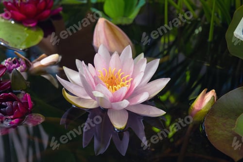 Preview: Blooming Pink Water Lily in a Pond