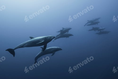 Preview: Family of Bottlenose Dolphin (Tursiops Truncatus) swimming up from deep blue