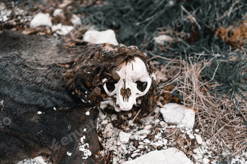 Preview: remains of the body and head of a dead seal among the stones on the beach, kaikoura, new zealand