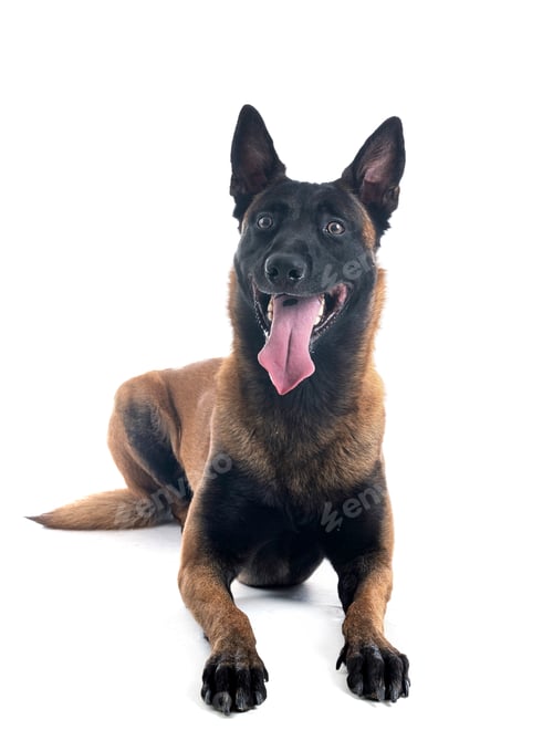 Preview: malinois in studio
