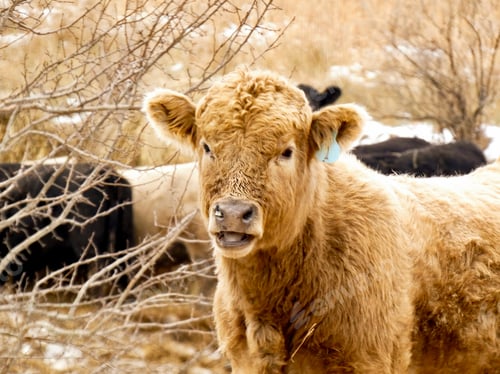 Preview: Cattle